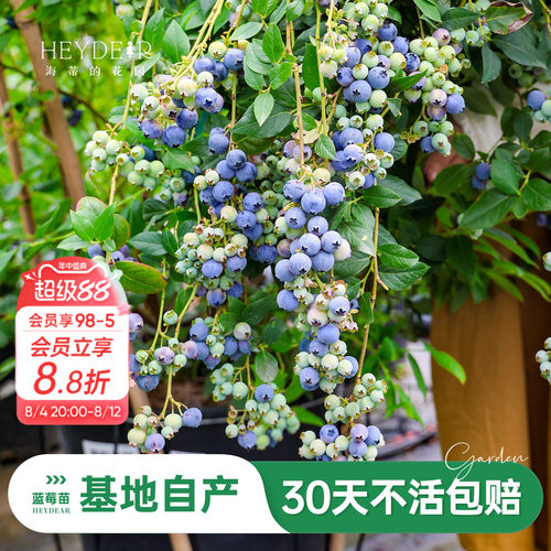 蓝莓苗当年可结果原盆原土发货