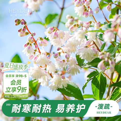 海蒂的花园溲疏铃铛庭院盆栽苗