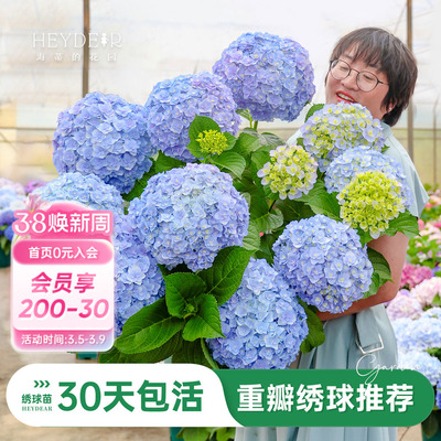 海蒂的花园重瓣绣球阳台庭院可种