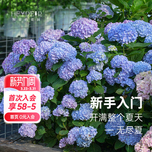 海蒂 花园旗舰店海妈花园大花绣球花苗无尽夏绣球花阳台植物盆栽
