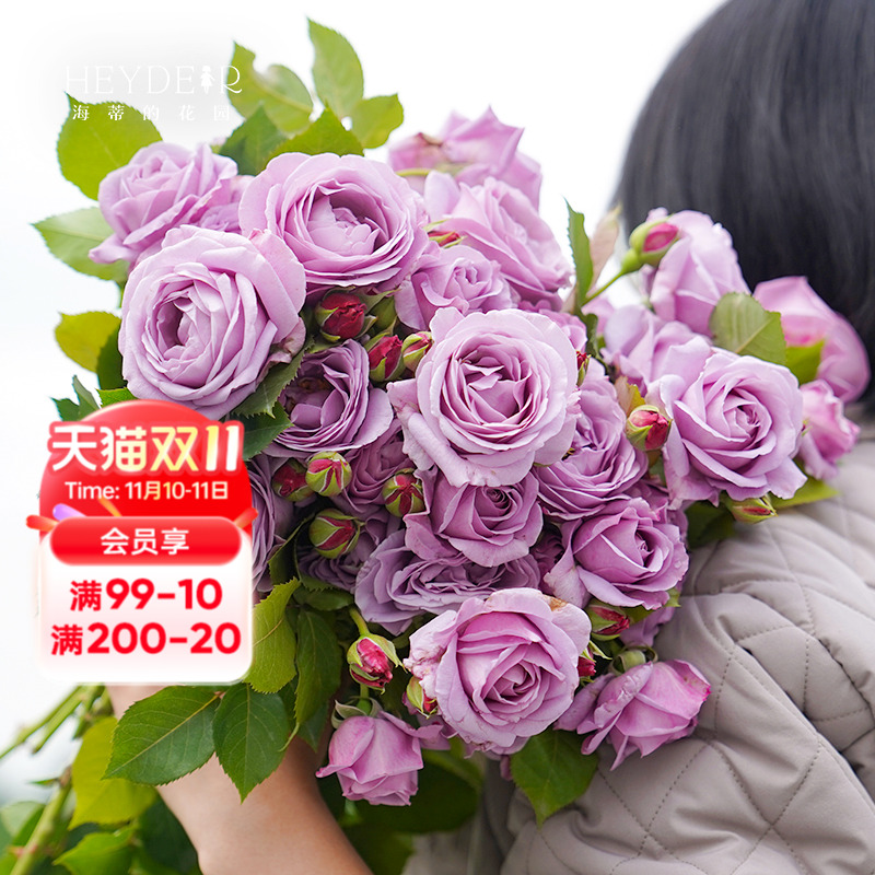 勤花丰花好养易活盆栽苗