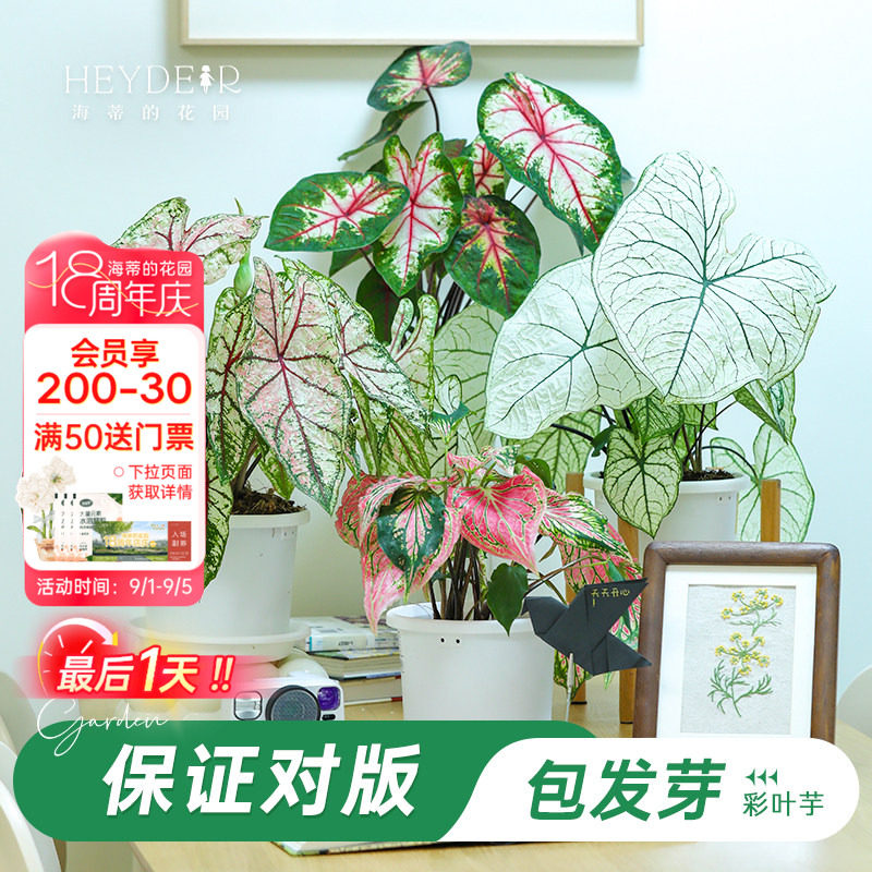 海蒂彩叶芋办公室桌面图片