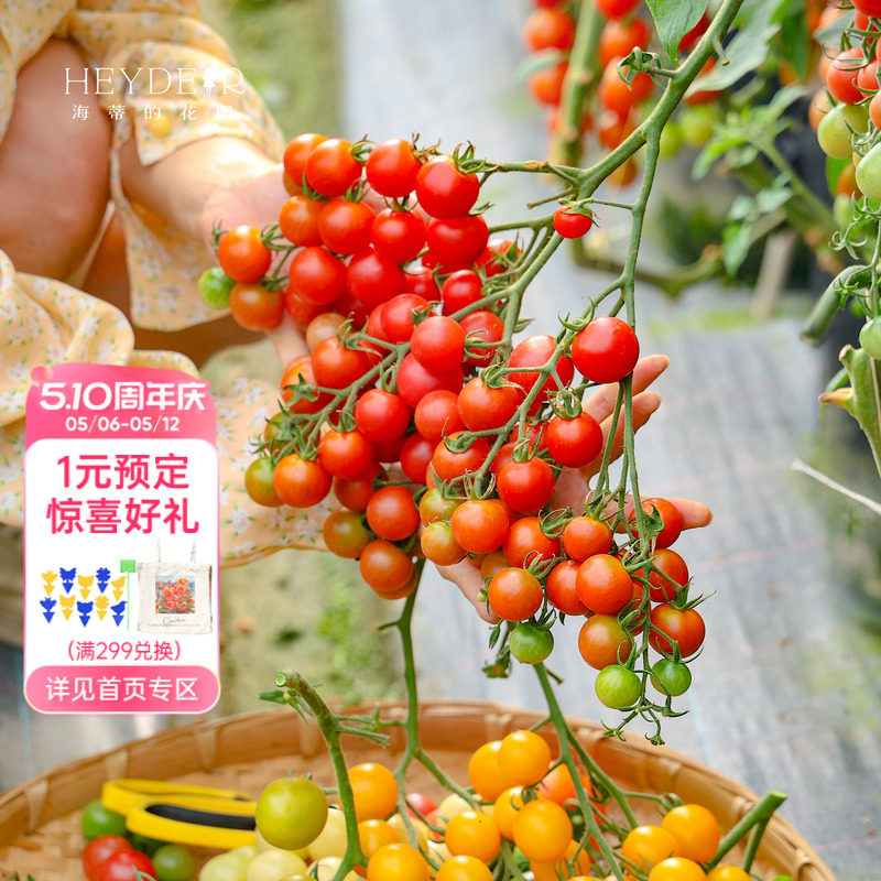 海蒂的花园旗舰店西红柿苗秧带土盆栽家庭种当年可结果水果番茄苗