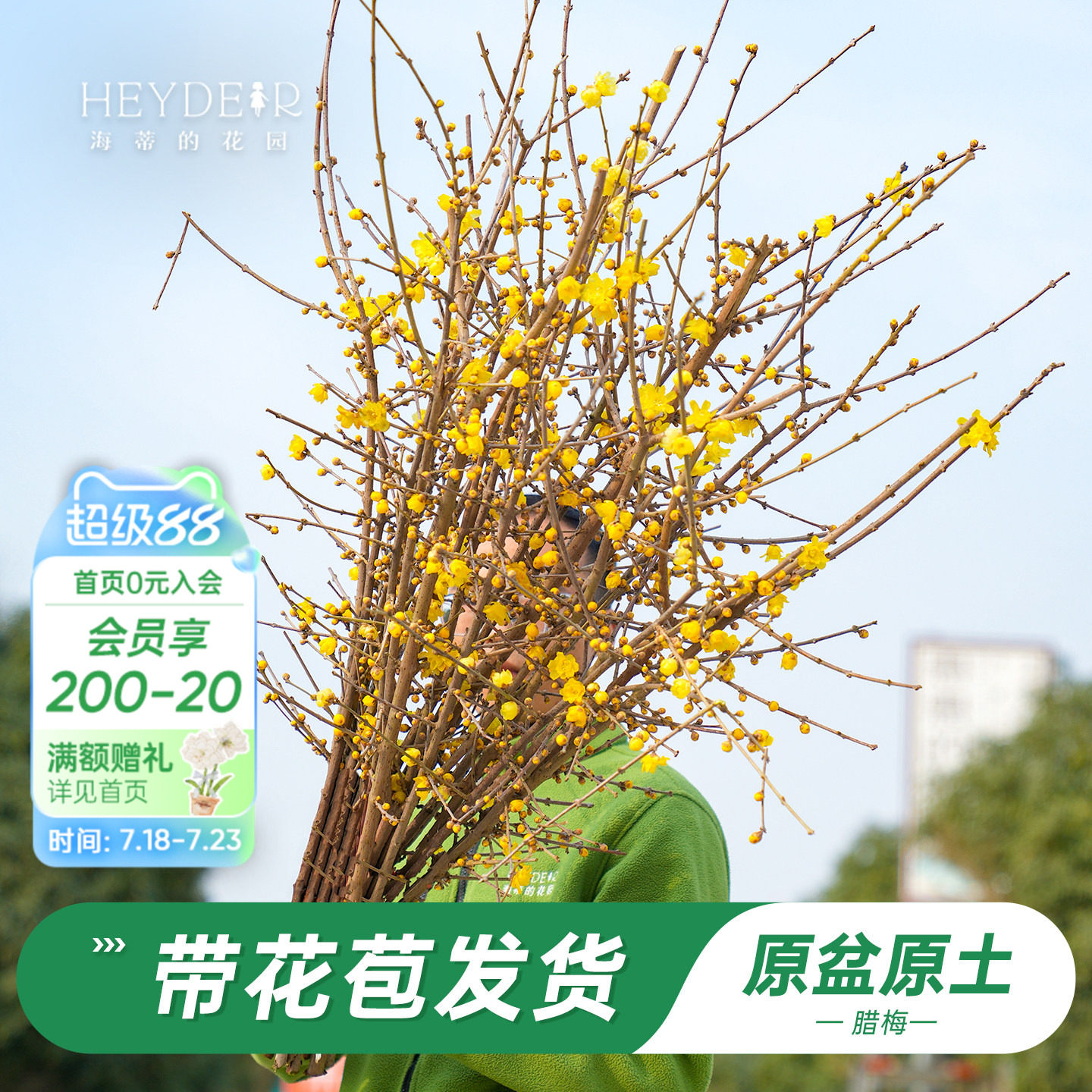 海蒂的花园旗舰店腊梅盆栽冬季耐寒花卉植物盆栽庭院好养开花植物