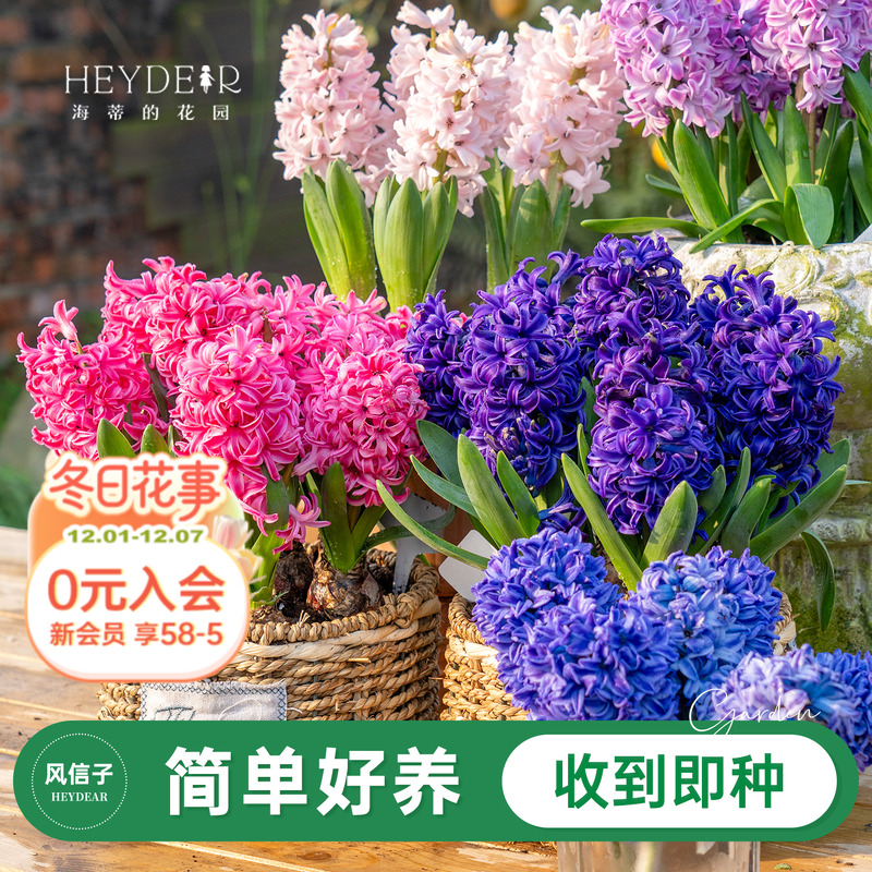 进口风信子60天开花