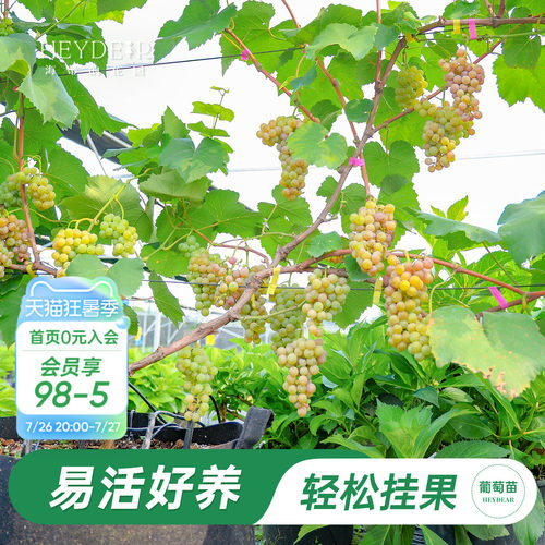 海蒂的花园葡萄苗包对版可结果
