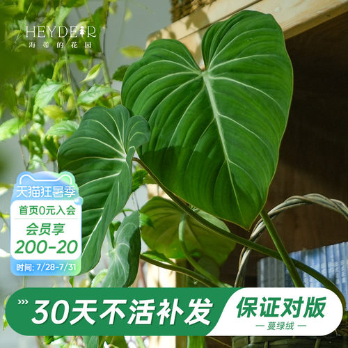 新晋网红绿植办公桌叶植物