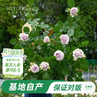 海蒂的花园旗舰店冬日恋歌玫瑰花苗切花月季花盆栽多季节开花植物
