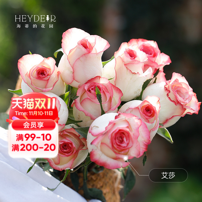 新手易种月季推荐，多季节开花，开花对版