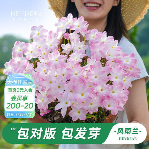 海蒂的花园风雨兰多年生花卉