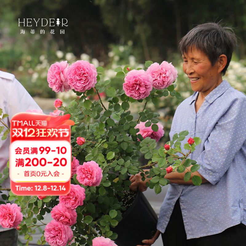 丰花多头大花直立月季