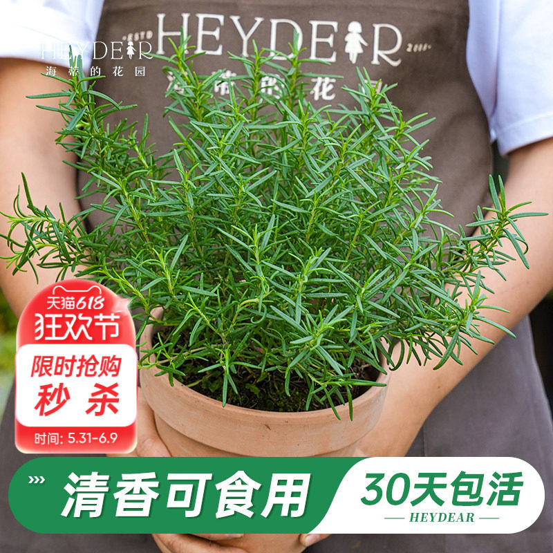 海蒂的花园旗舰店迷迭香盆栽可食用花卉绿植苗新鲜牛排用香料调料