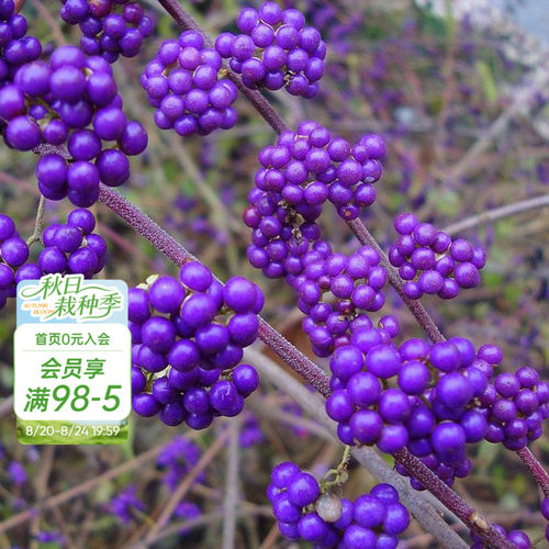 海蒂日本矮紫珠花灌木观果植物