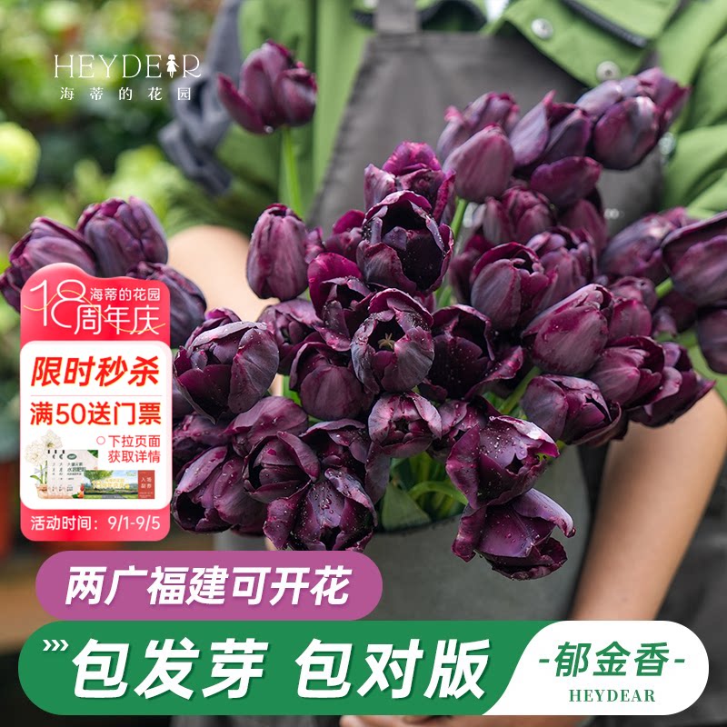 郁金香5度球自然球花卉春季开花图片