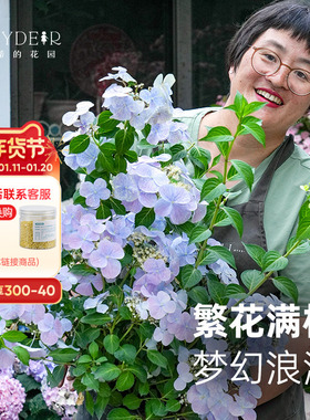 海蒂的花园绣球花苗逃跑新娘丰花可垂吊阳台庭院花卉植物盆栽花苗