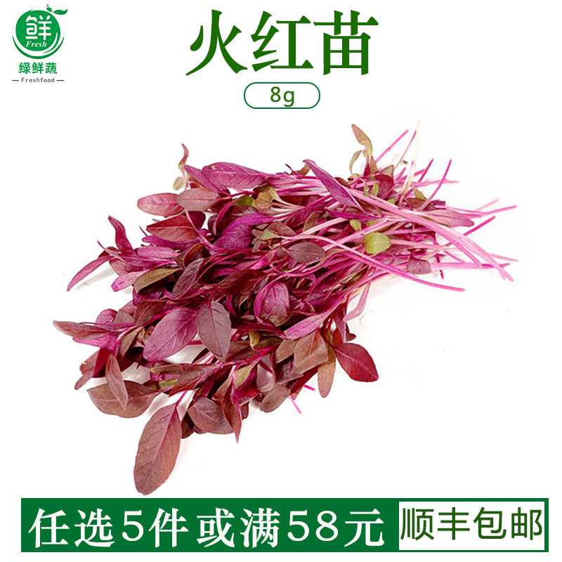 火红苗新鲜芽苗菜安曼红苗西餐沙拉酒店摆盘装饰点缀专用斯卡纳苗