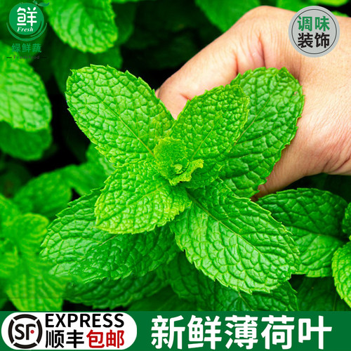 新鲜薄荷叶食用泡水商用装饰烘焙调酒水吧鸡尾酒留兰香薄荷叶500g