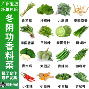 新鲜香料菜冬阴功汤料香茅草南姜打抛叶九层塔罗勒叶咖喱叶柠檬叶