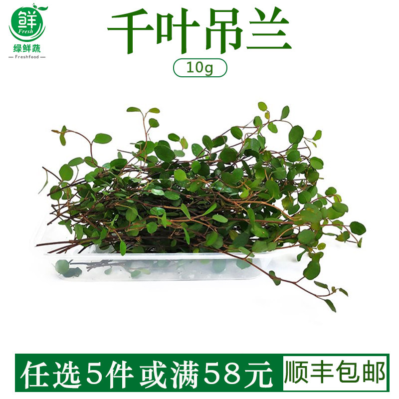 千叶吊兰新鲜西餐日料酒楼摆盘装饰花草蛋糕饮品点缀长寿藤叶子图片