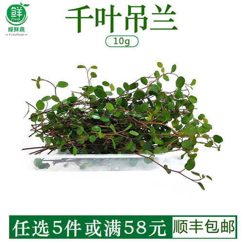 千叶吊兰新鲜西餐日料酒楼摆盘装饰花草蛋糕饮品点缀长寿藤叶子