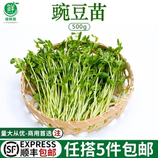 新鲜蔬菜豌豆苗碗豆尖豌豆芽苗菜水培璇蔓豆苗500g绿色农家食用