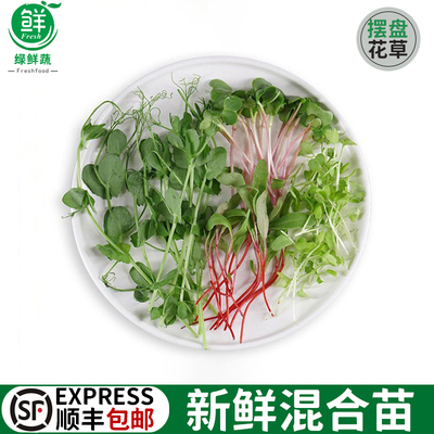 新鲜芽苗菜混合火红苗西餐蛋糕烘焙冷菜调酒菜品摆盘装饰花草点缀