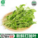 新鲜甲抛叶打抛叶塔抛泰式 香料菜调味调料食用食材蔬菜嘎抛越菜