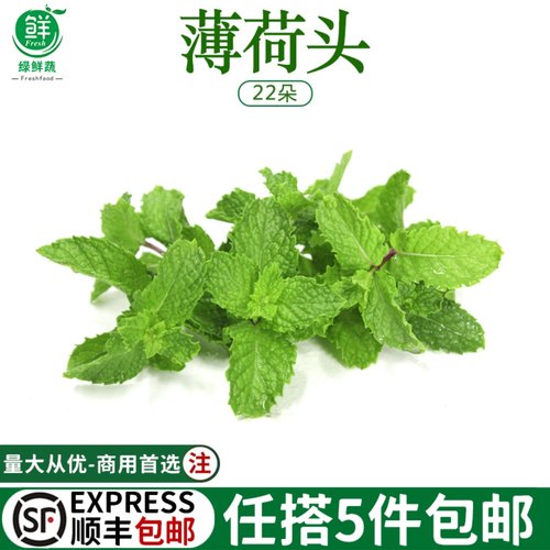 薄荷头新鲜食用水果茶蛋糕点缀装饰花草调酒莫吉托薄荷叶西餐摆盘