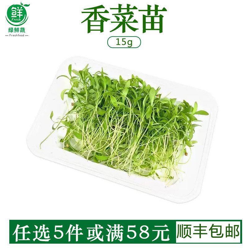 新鲜香菜苗可食用微型苗芽菜 西餐蛋糕酒店冷艺装饰摆盘点缀香菜