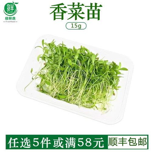 新鲜香菜苗可食用微型苗芽菜 西餐蛋糕酒店冷艺装饰摆盘点缀香菜