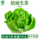 奶油生菜新鲜沙拉蔬菜轻食叶质脆嫩西餐沙拉蔬菜食材健身500g