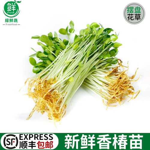 新鲜香椿苗可食用芽苗菜日料酒店西餐摆盘装饰花草点缀香春苗嫩芽