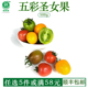 五彩圣女果新鲜1000g多色迷彩樱桃小番茄水果千禧果沙拉蔬菜食材