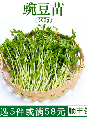 新鲜蔬菜豌豆苗碗豆尖豌豆芽苗菜水培璇蔓豆苗500g绿色农家食用