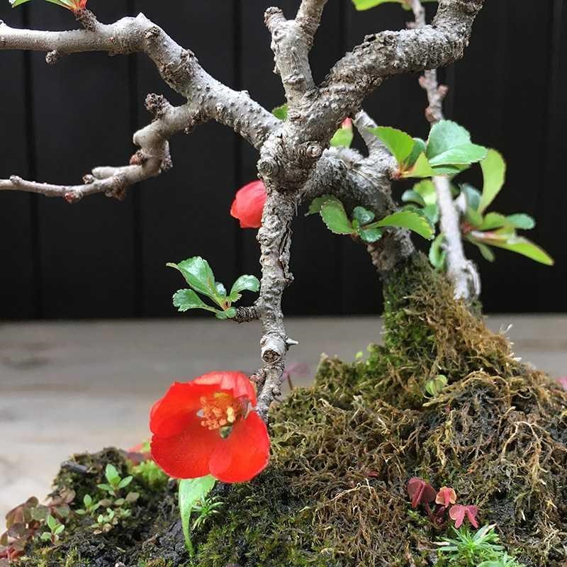 长寿梅盆景家养花卉室内易活客厅落地真花家庭家里植物盆栽电视.