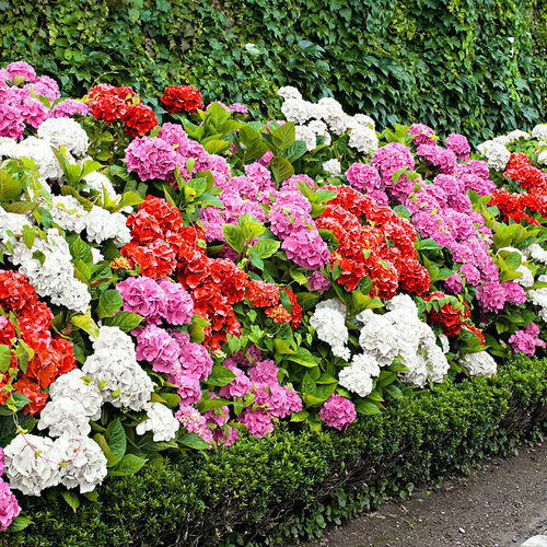 紫色绣球花价格 紫色绣球花图片 星期三