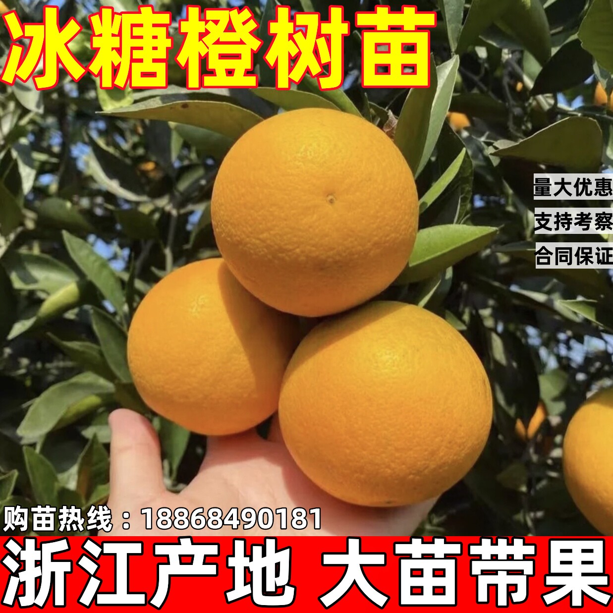 冰糖橙苗南北方庭院地栽特大橙子树甜橙苗盆栽嫁接果树苗当年结果