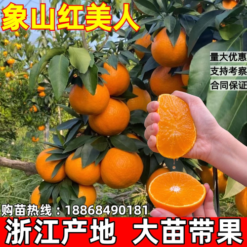 盆栽地栽红美人当年结果