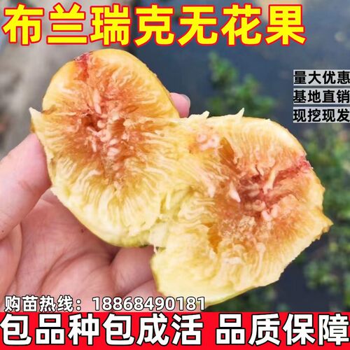 布兰瑞克无花果苗南北方地栽种植无花果树果苗特大果盆栽当年结果