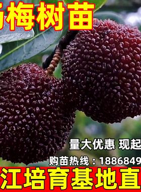 东魁杨梅树苗黑炭杨梅杨梅树苗