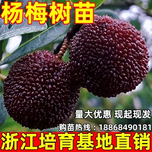 正宗嫁接东魁杨梅树苗荸荠黑炭杨梅耐寒南北方种植果树苗当年结果
