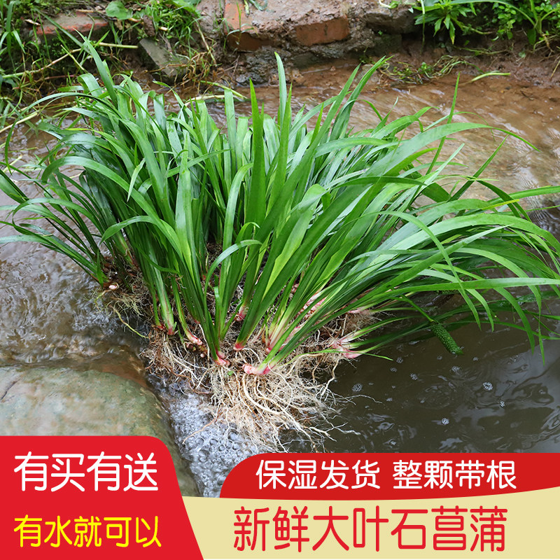 新鲜石菖蒲水族造景吸水石