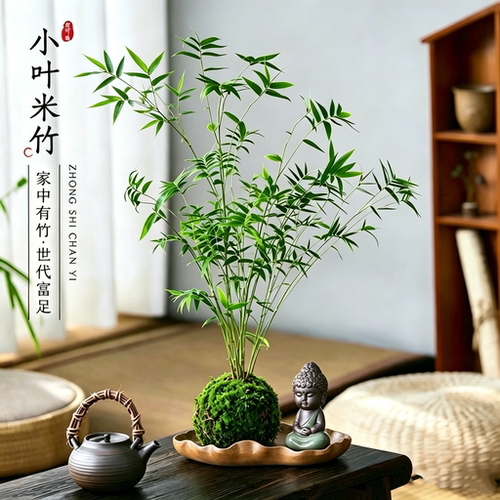 小叶米竹盆栽苔藓球水培植物室内茶桌面绿植物阳台盆景四季常青