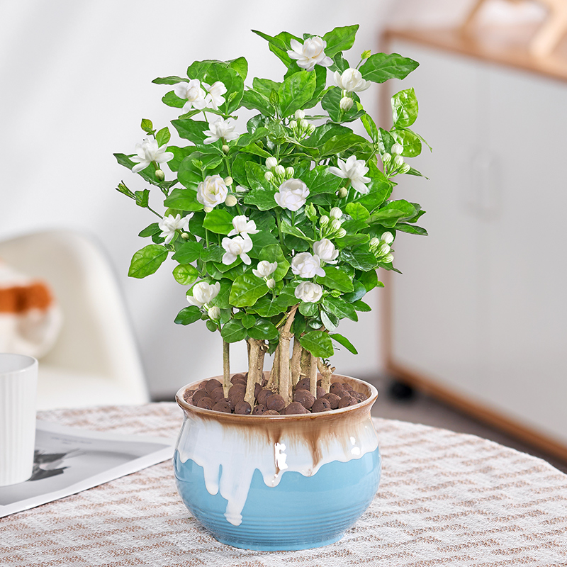 姬月季盆栽开花植物室内好养桌面