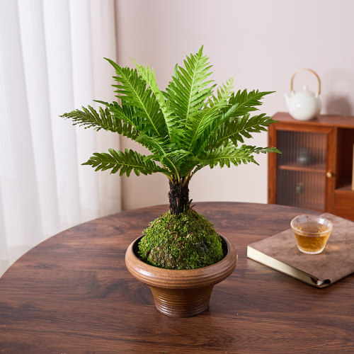 富贵蕨盆栽苔藓球水培植物办公室内桌面绿植耐阴好养四季常春摆件