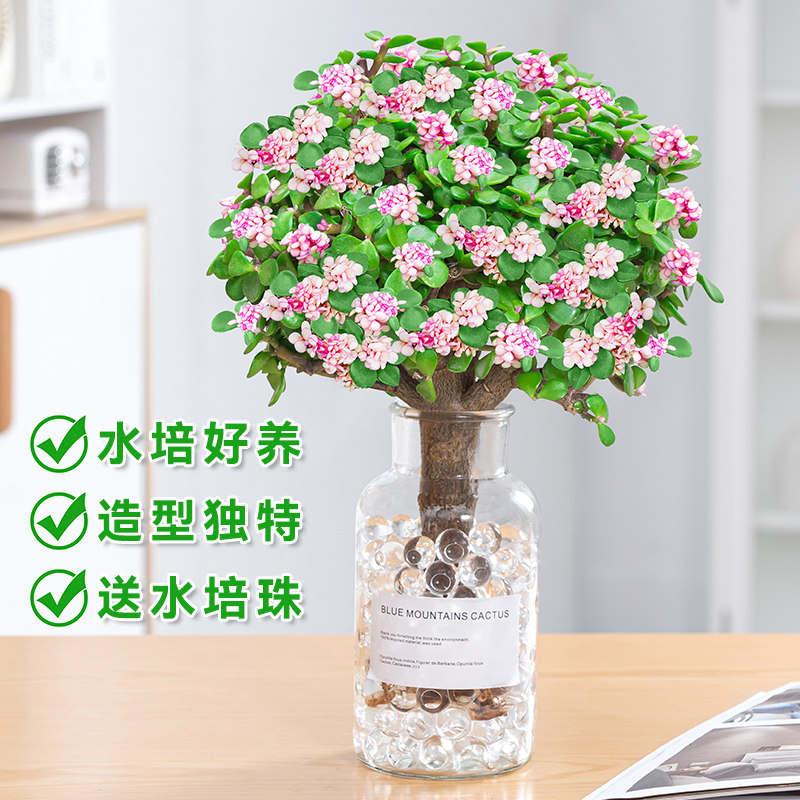 金枝玉叶盆栽水培多肉植物老桩盆景室内办公桌面绿植花卉好养肉肉