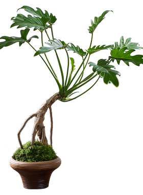 龙鳞春羽盆栽老桩苔藓球水培室内绿植物龙鳞杆小天使绿植耐阴植物