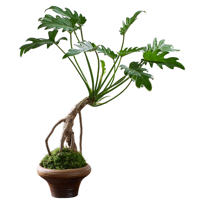 龙鳞春羽盆栽老桩苔藓球水培室内绿植物龙鳞杆小天使绿植耐阴植物