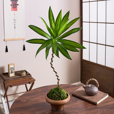 金心百合竹盆栽苔藓球水培植物室内桌面耐阴老桩造型好养富贵竹