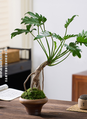 龙鳞春羽盆栽老桩苔藓球水培室内绿植物龙鳞杆小天使绿植耐阴植物